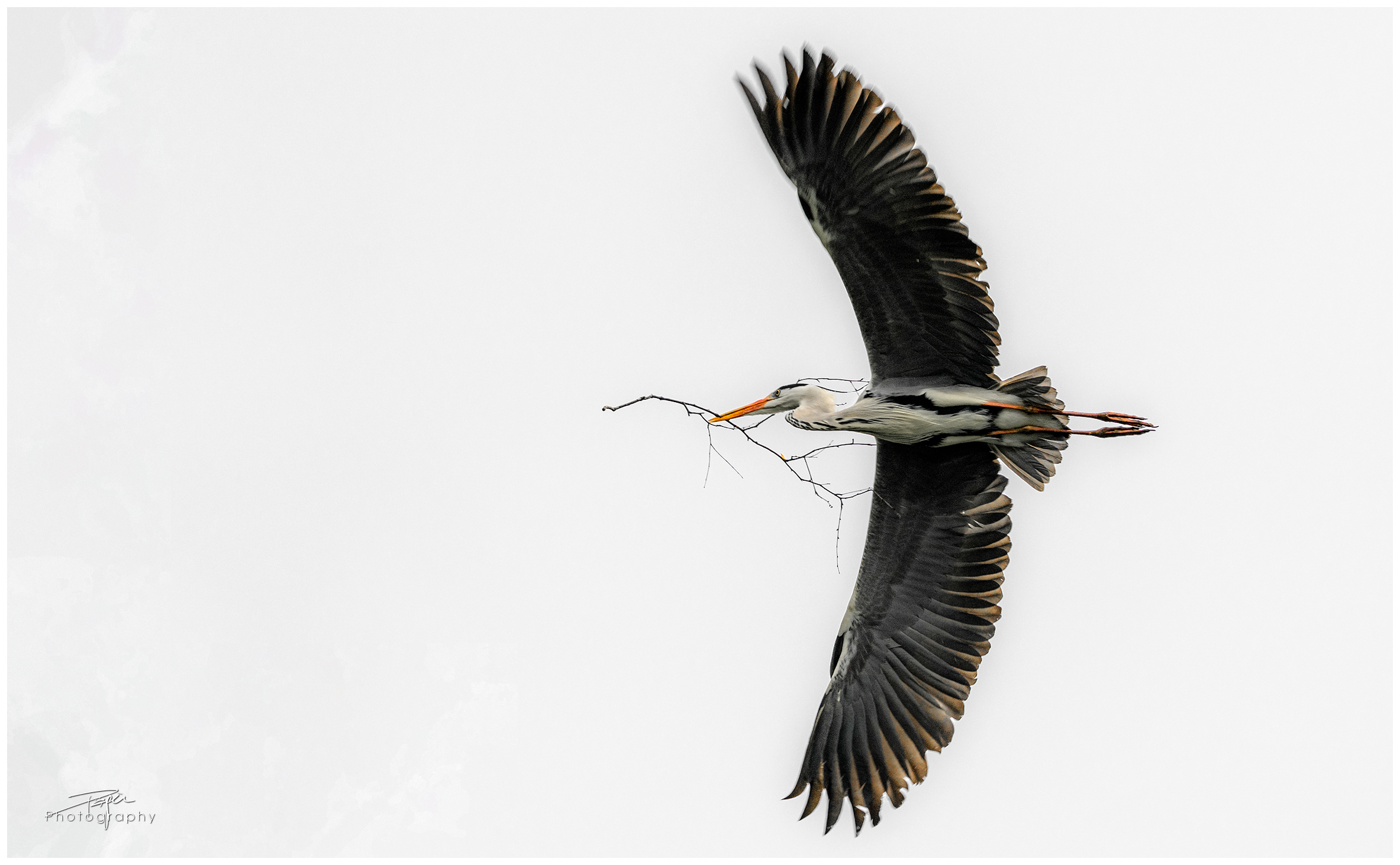 01.04.2023 - Graureiher