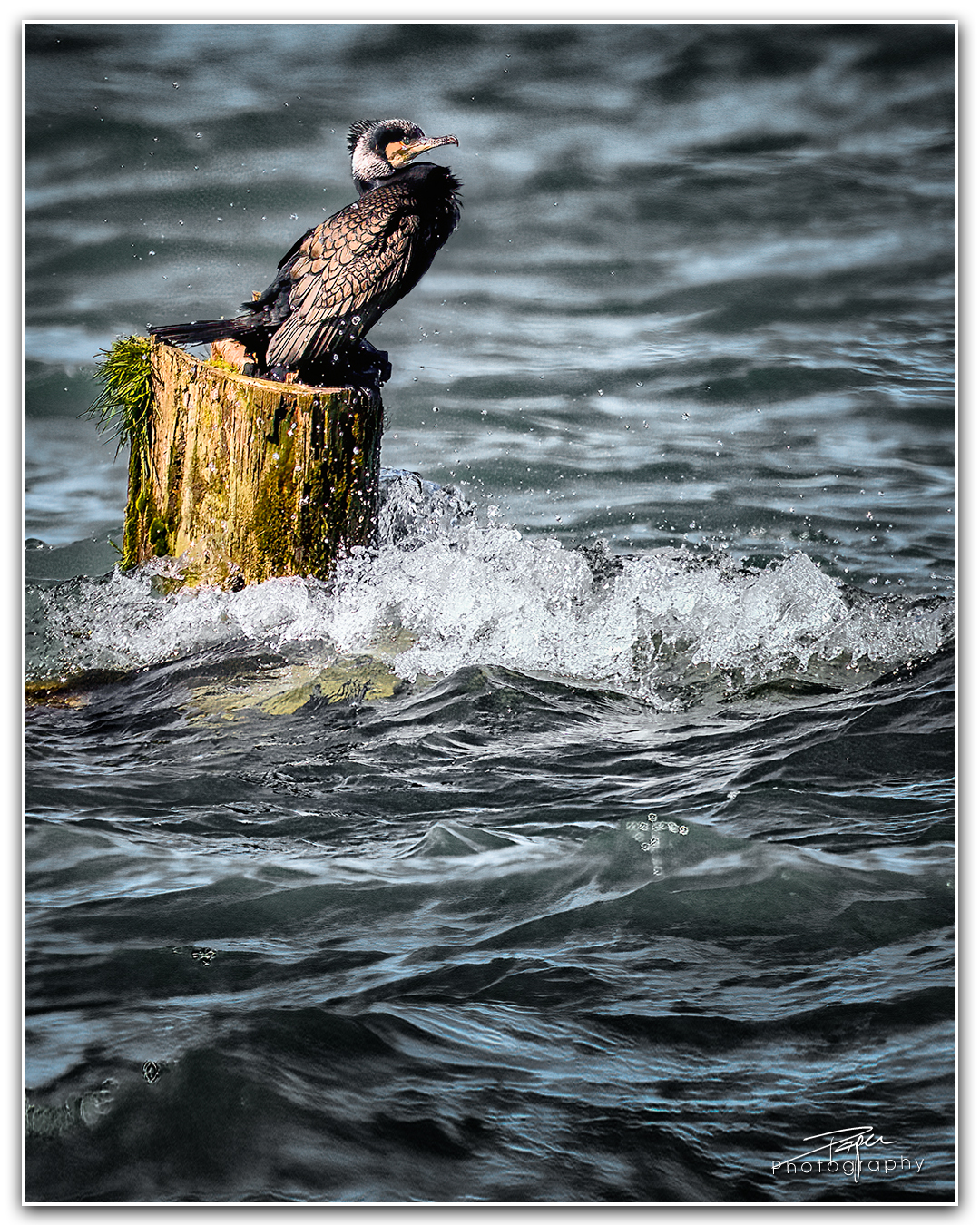 04.04.2023 - Kormoran