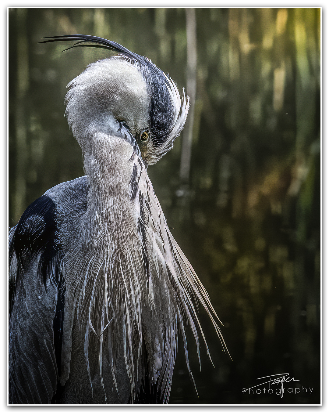 07.06.2023 - Graureiher