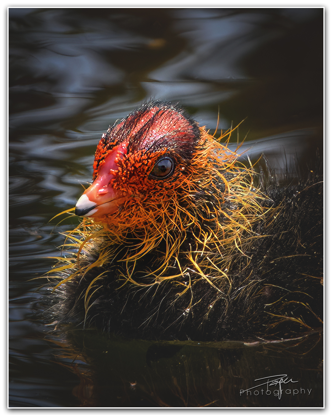 07.06.2023 - Blässhuhnküken