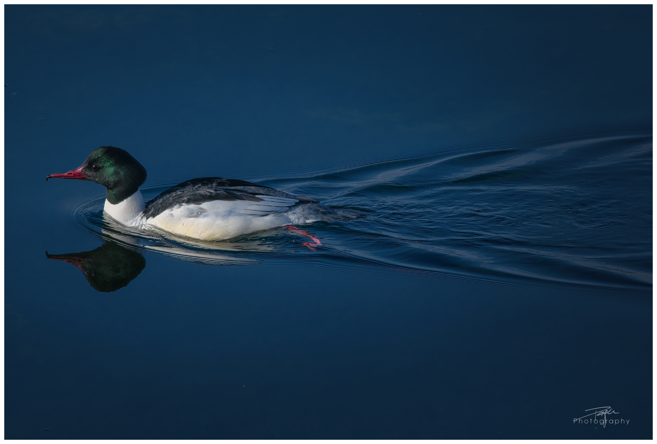 08.02.2023 - Gänsesäger