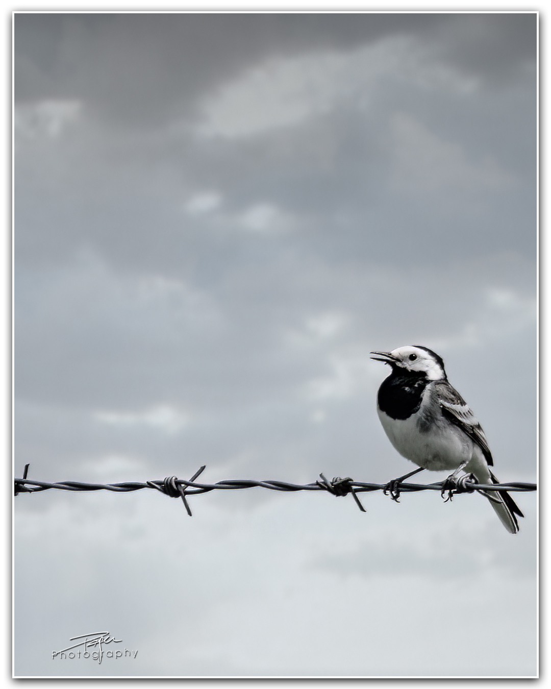 10.05.2023 - Bachstelze