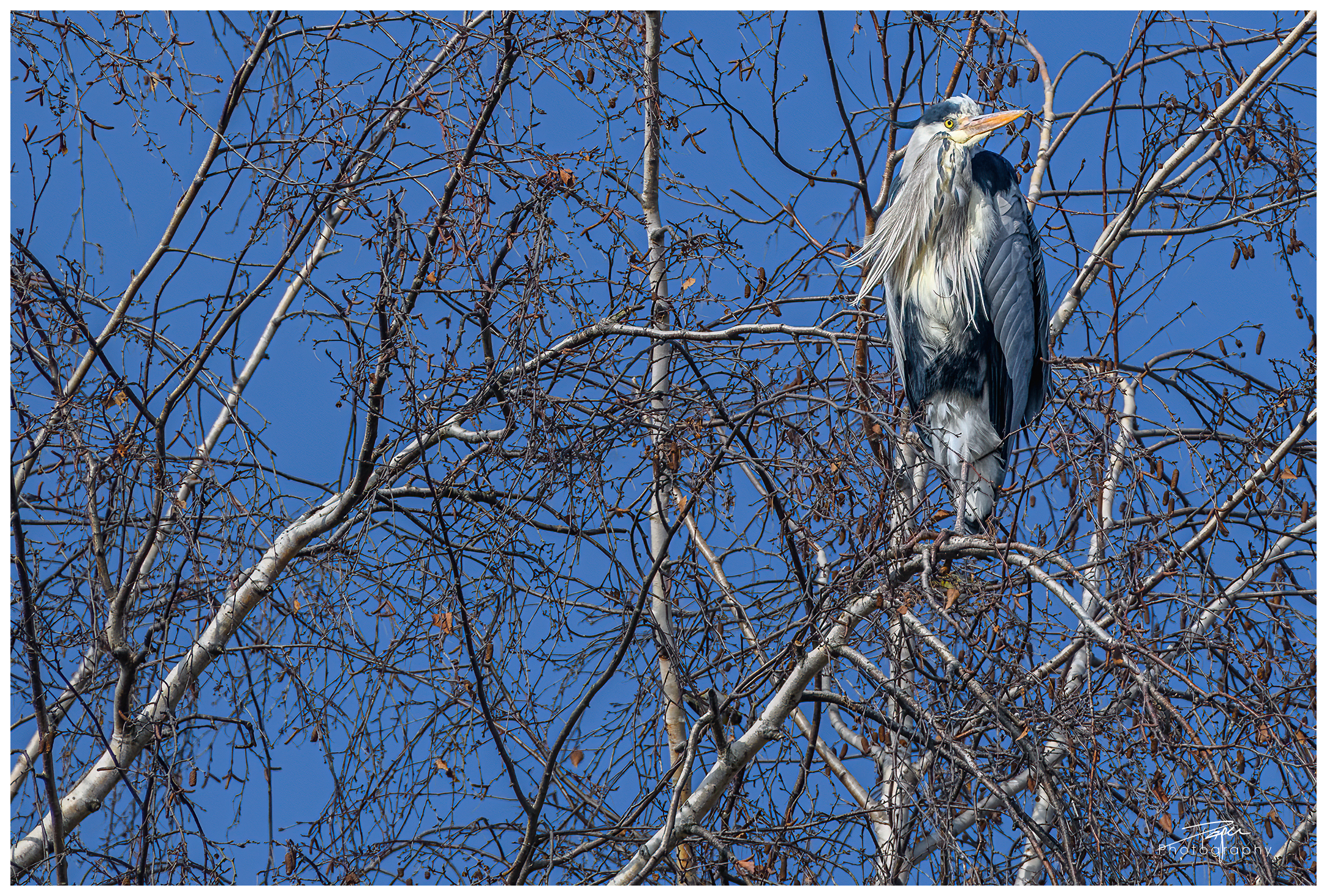 13.02.2023 - Graureiher