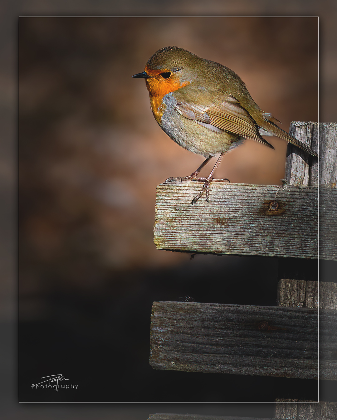 13.02.2023 - Rotkehlchen