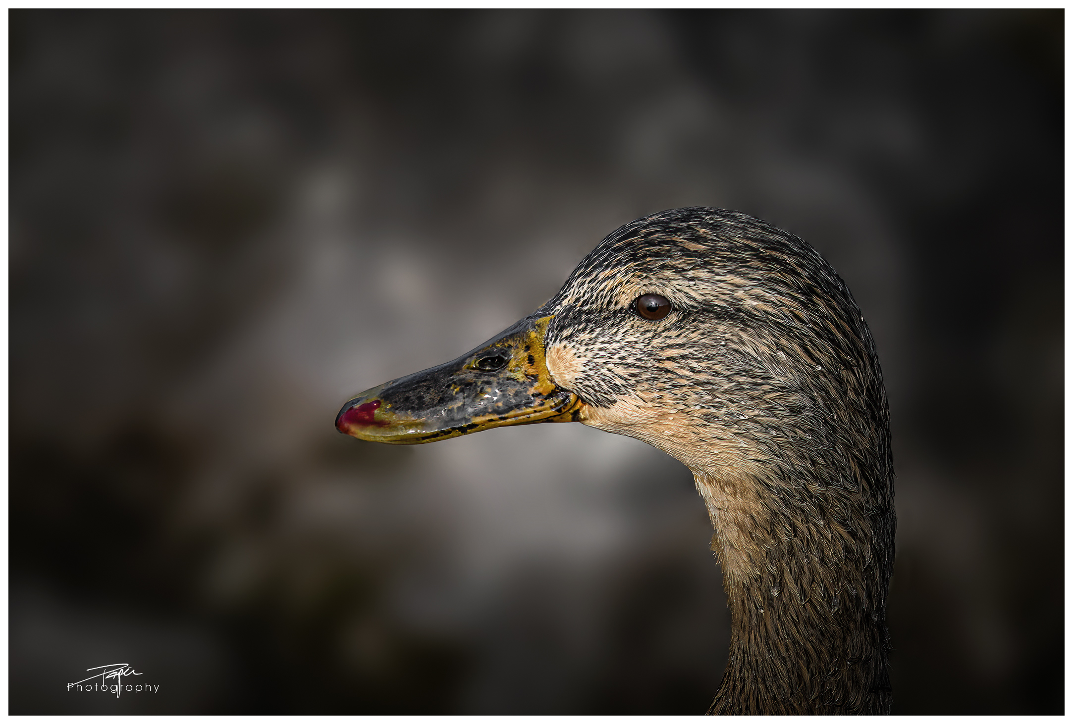 13.02.2023 - Stockente