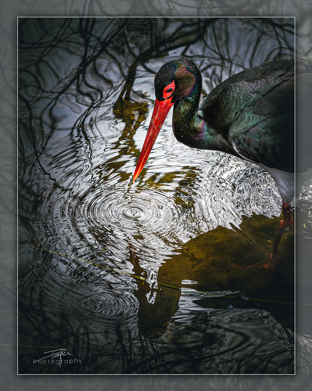 13.03.2023 - Schwarzstorch