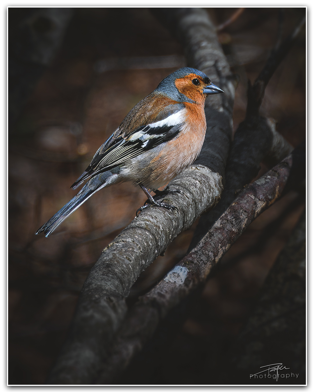 14.04.2023 - Buchfink