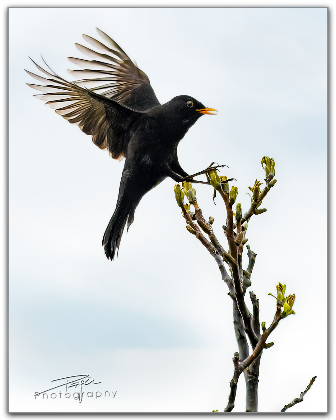 15.04.2023 - Amsel