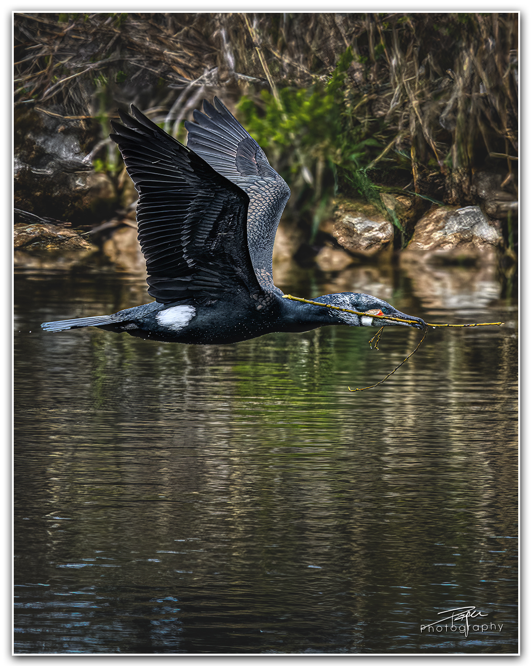 17.04.2023 - Kormoran