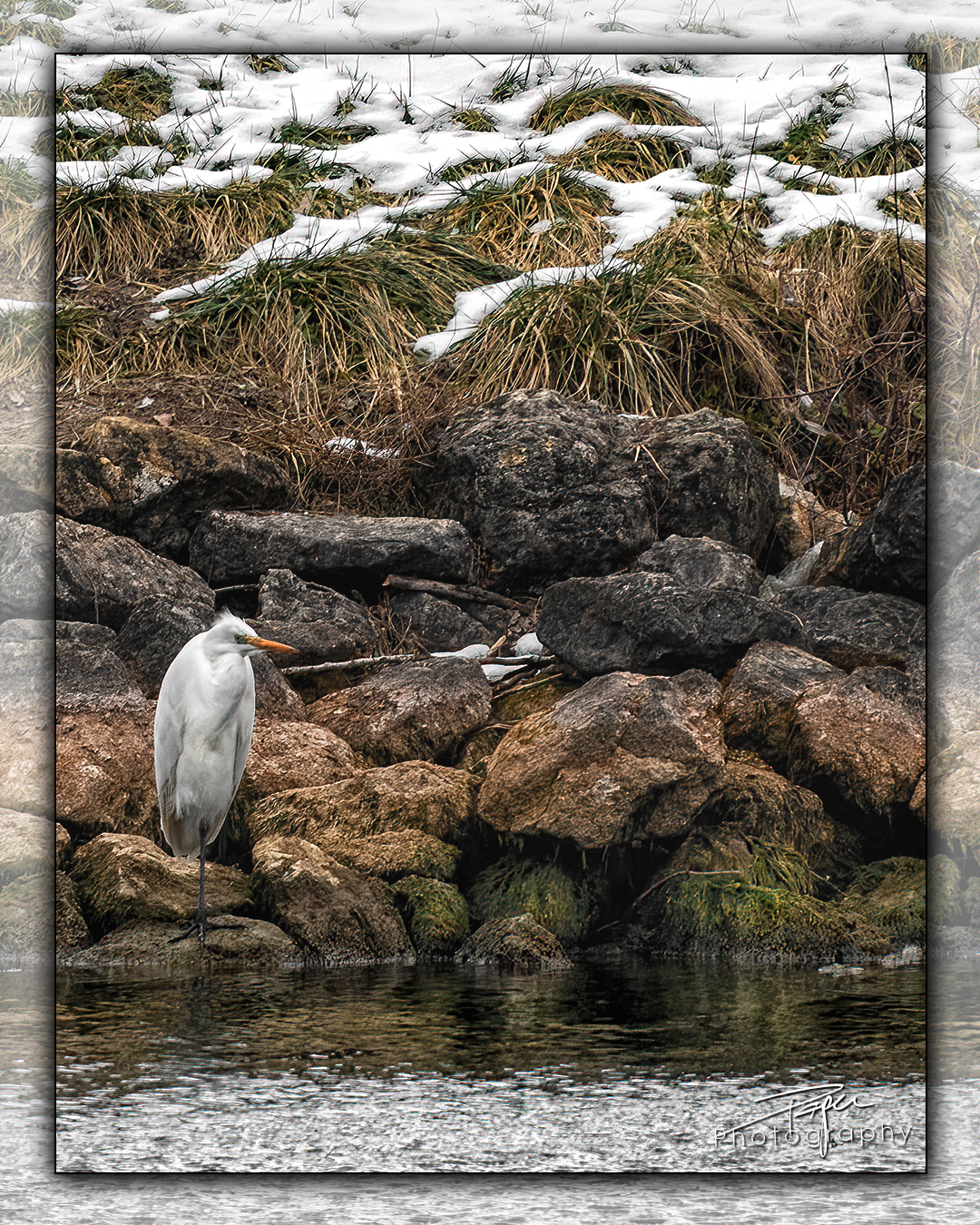 23.01.2023 - Silberreiher