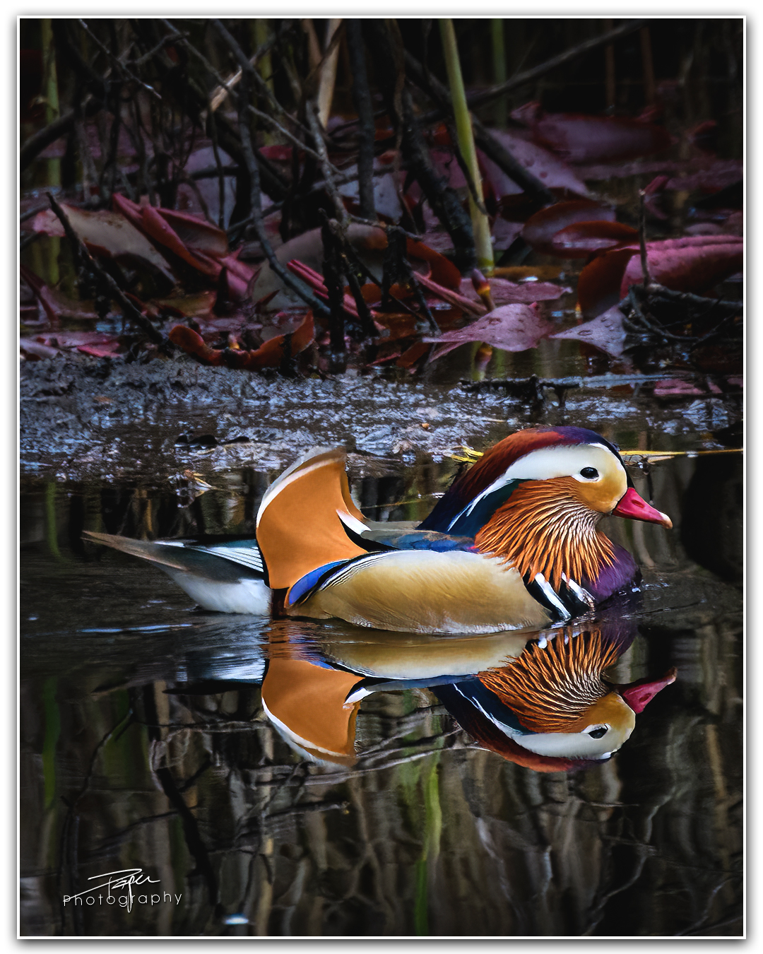 25.04.2023 - Mandarinente