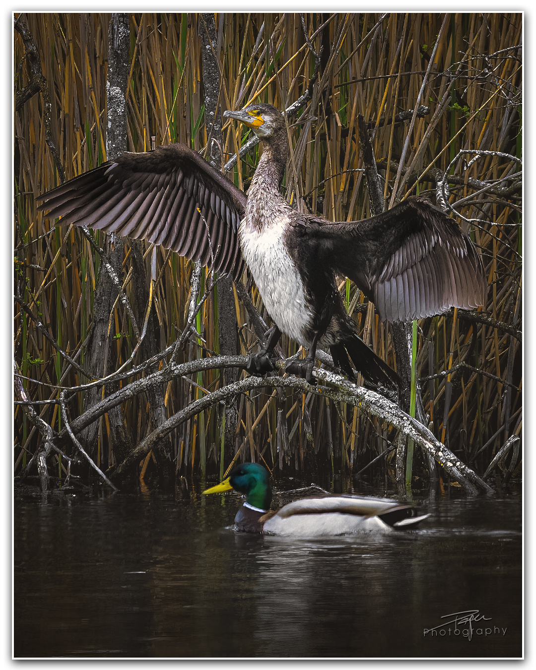 28.04.2023 - Kormoran