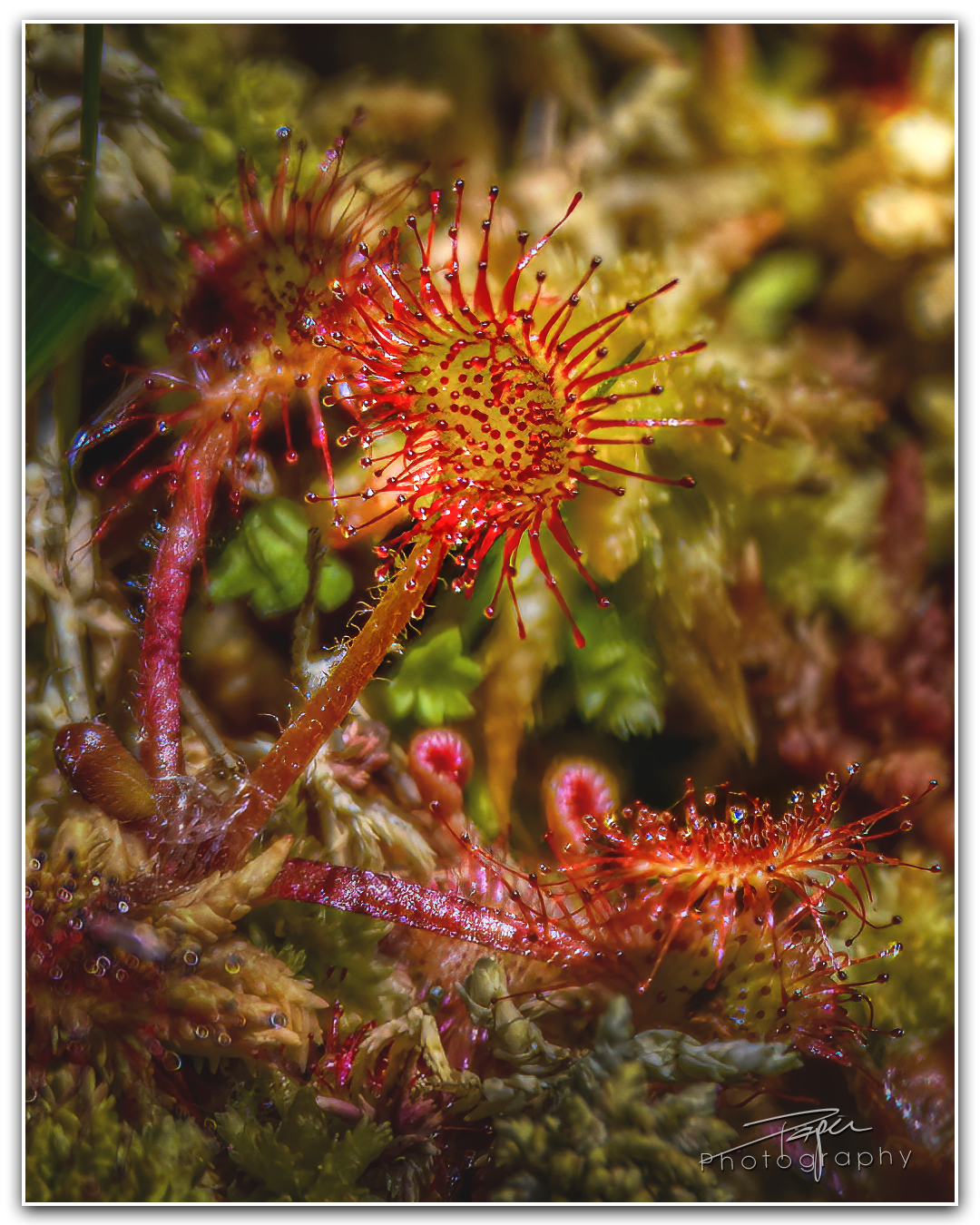 05.06.2023 - Sonnentau