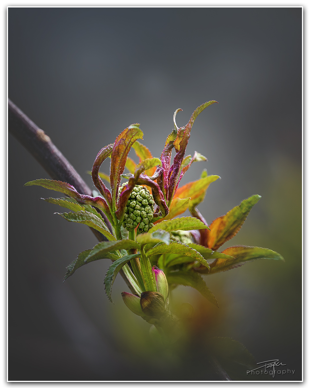 03.04.2023 - .Holunder