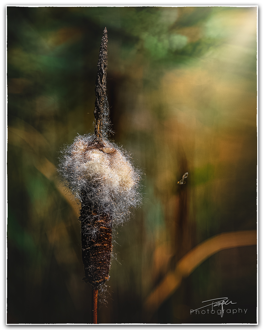 03.09.2023 - Rohrkolben