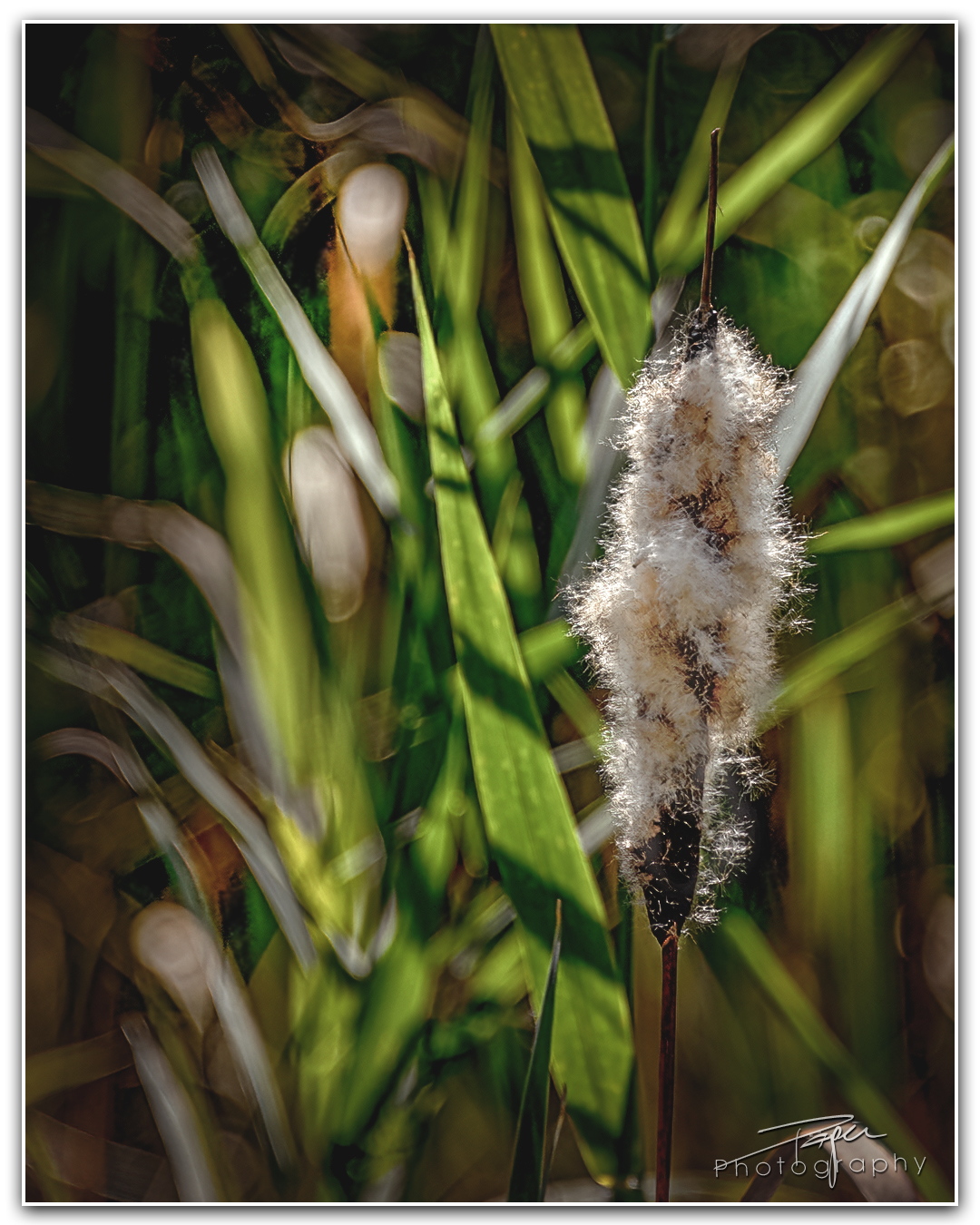 03.09.2023 - Rohrkolben