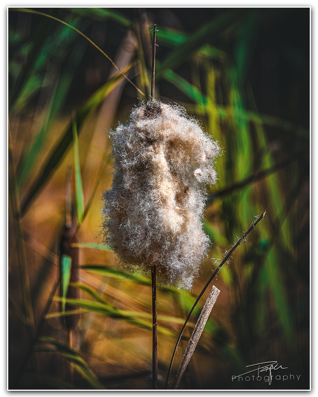 03.09.2023 - Rohrkolben