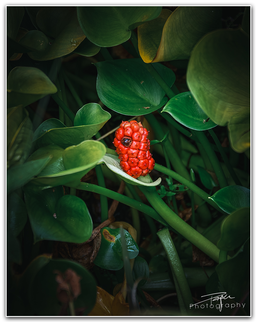 03.08.2023 - Sumpf-Calla