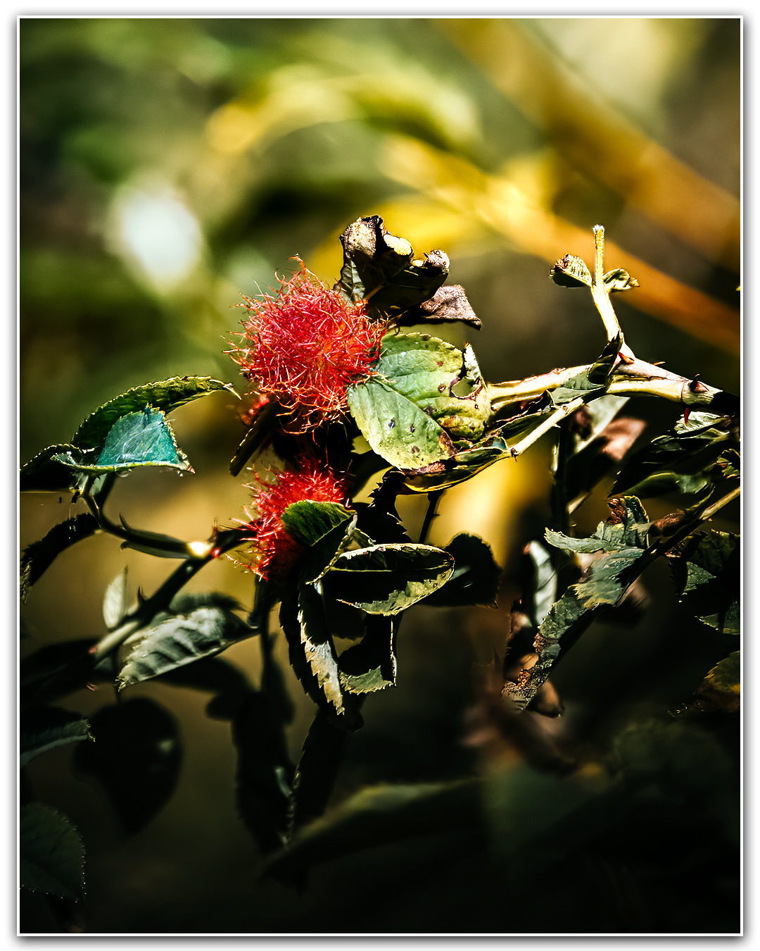 03.09.2023 - Rosengalle