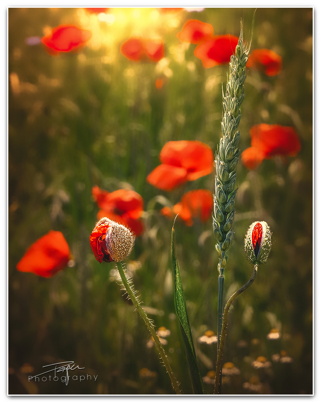 05.06.2023 - Wildblumen