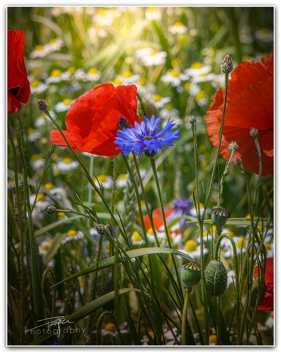 05.06.2023 - Wildblumen