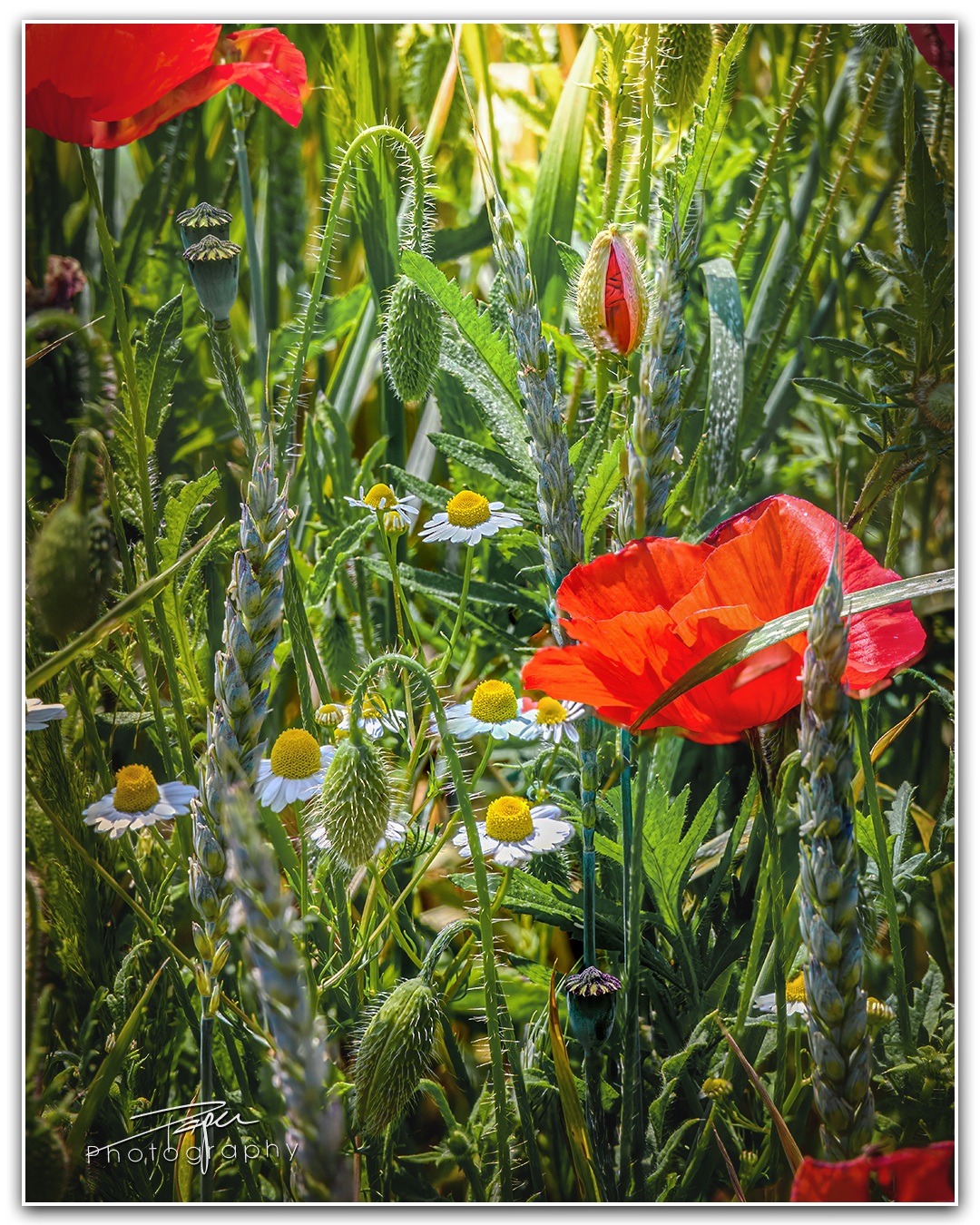 05.06.2023 - Wildblumen