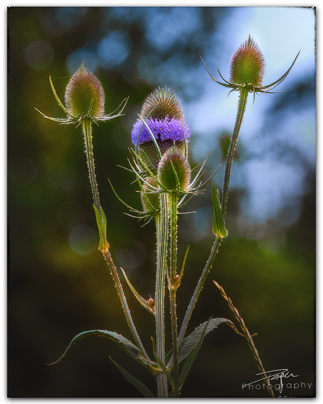 06.07.2023 - Wilde Karde