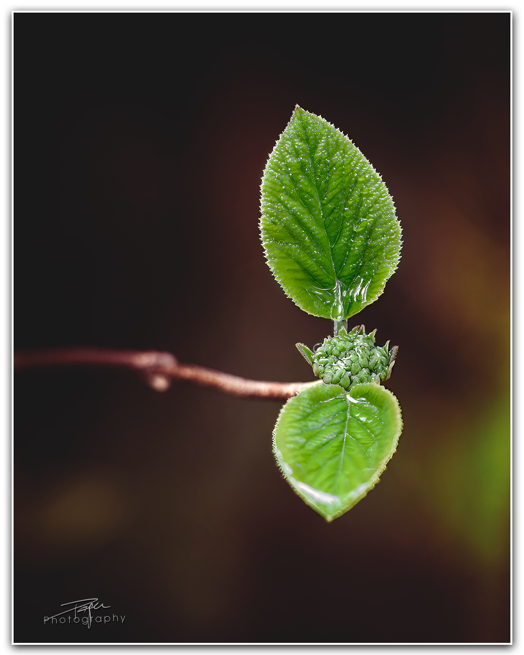 17.04.2023 - Frühling im Walde
