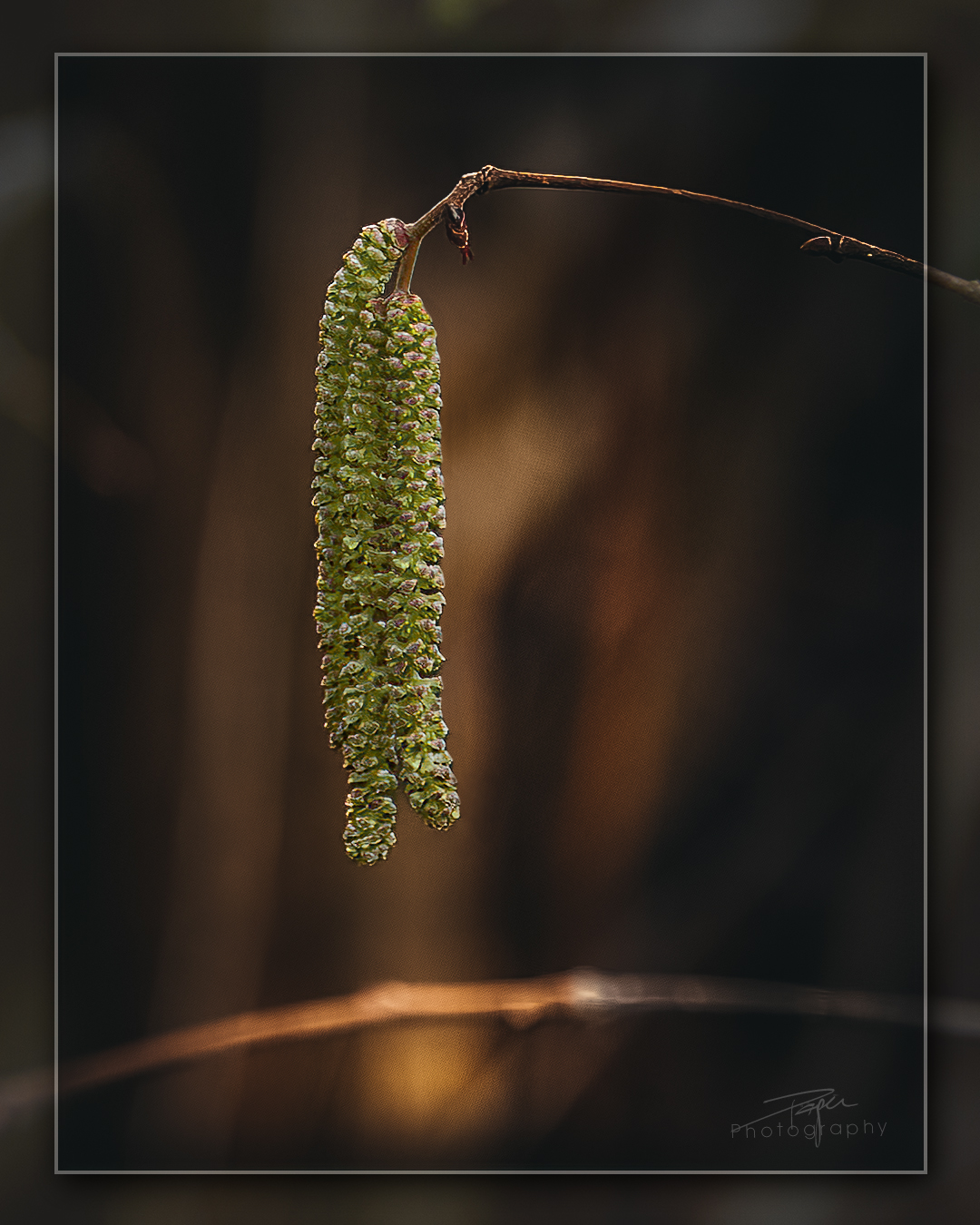 10.01.2023 - 𝐻𝑎𝑠𝑒𝑙𝑠𝑡𝑟𝑎𝑢𝑐ℎ 𝑖𝑚 𝑊𝑖𝑛𝑡𝑒𝑟