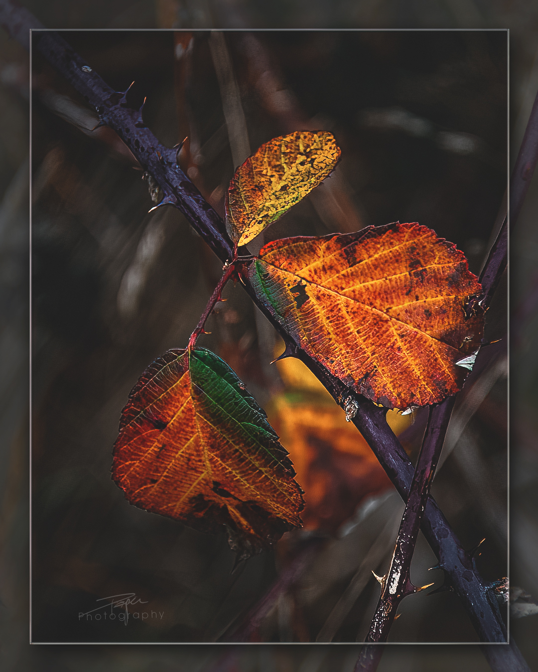 10.01.2023 - Blätter im Winter