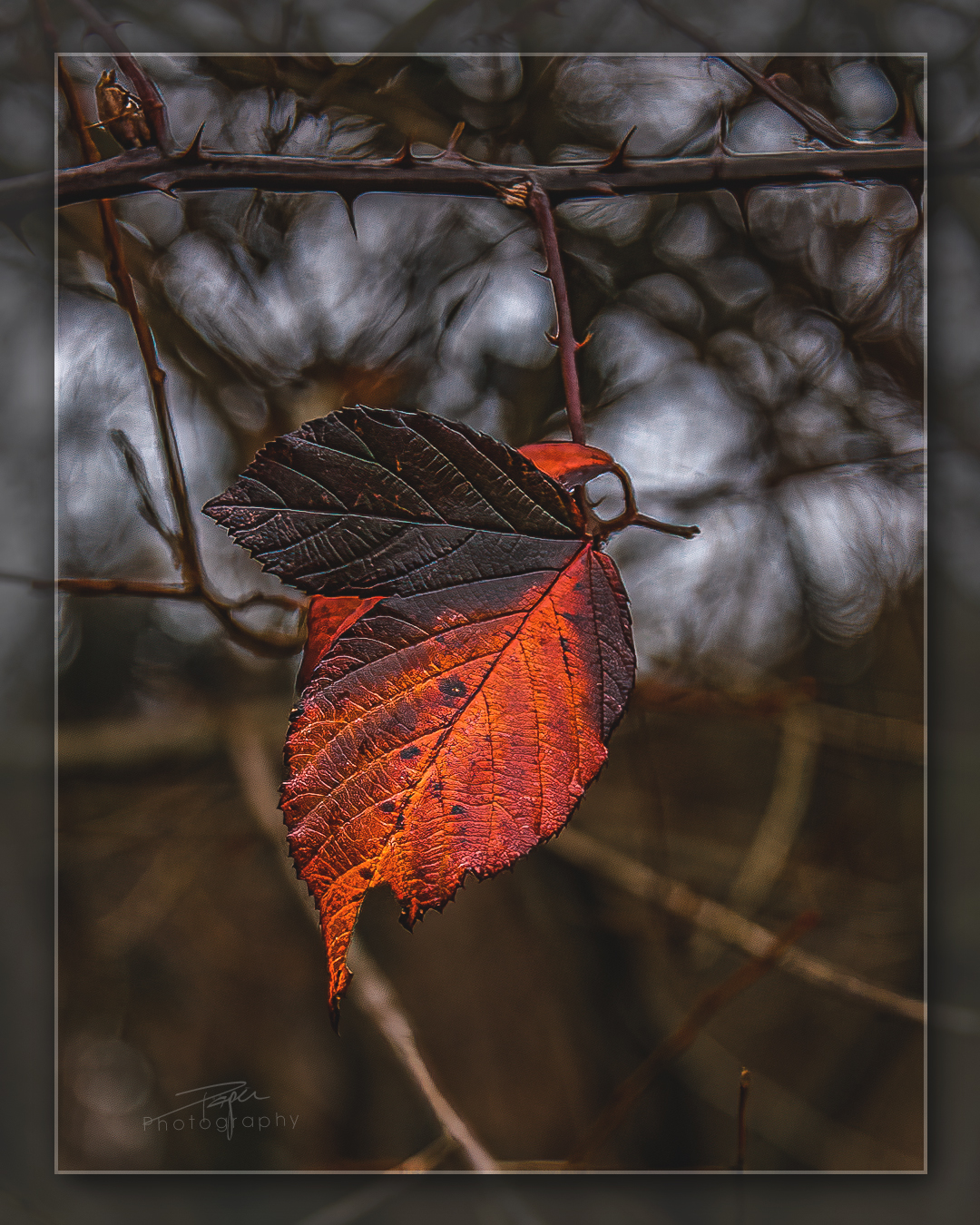 10.01.2023 - Blätter im Winter
