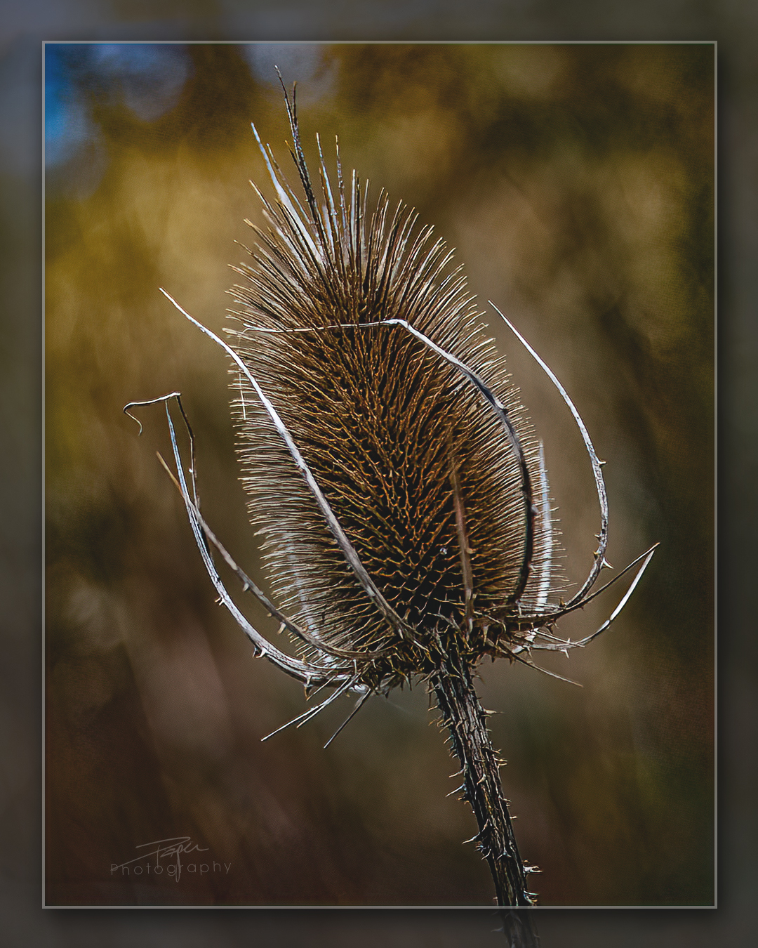 10.01.2023 - 𝑊𝑖𝑙𝑑𝑒 𝐾𝑎𝑟𝑑𝑒