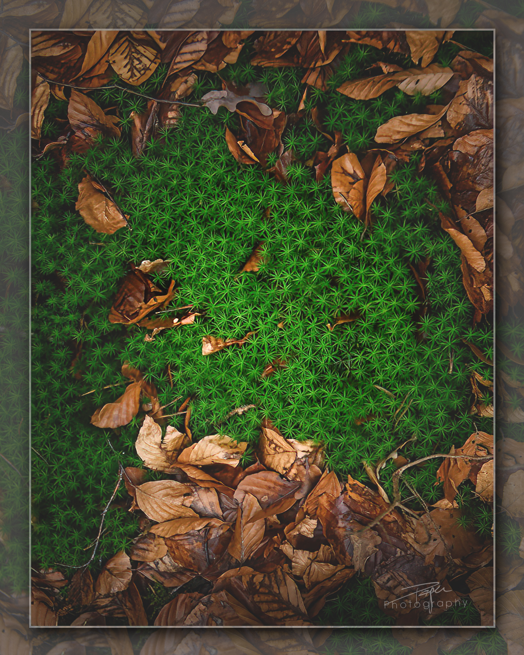 10.01.2023 - Wintermoose