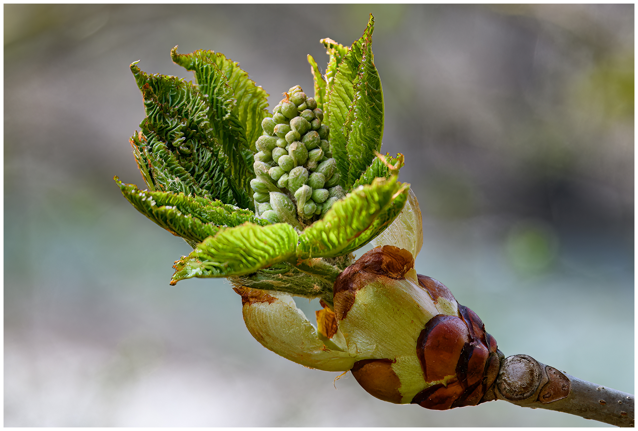 10.04.2023 - Knospe-Kastanienbaum