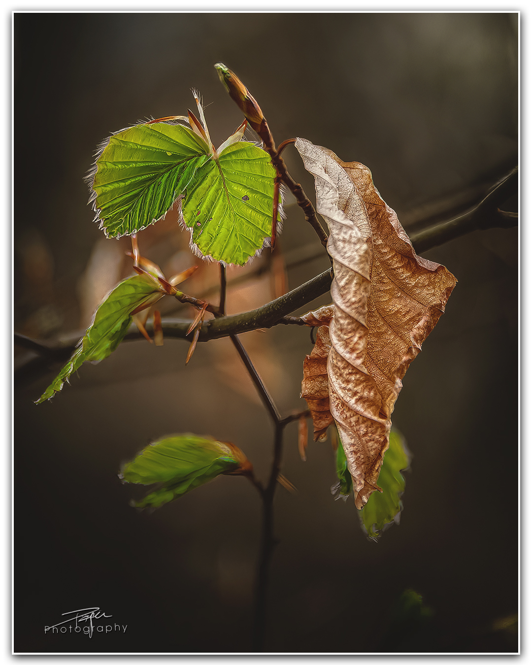 17.04.2023 - Frühling im Walde