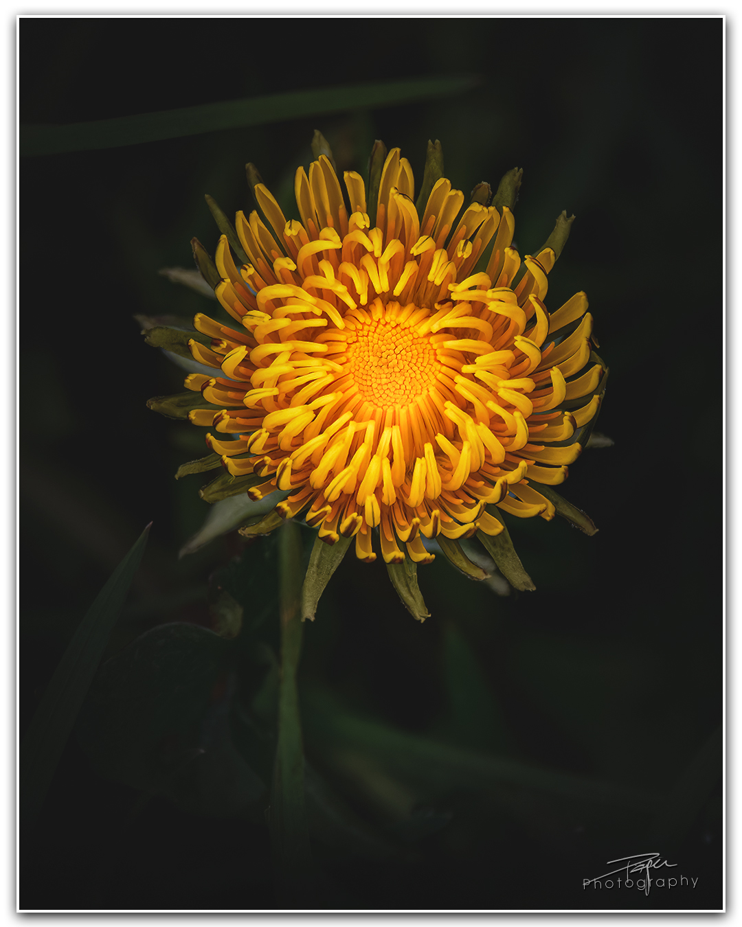 17.04.2023 - Löwenzahn