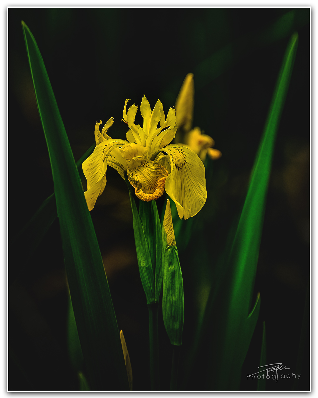 17.05.2023 - Sumpf-Schwertlilie