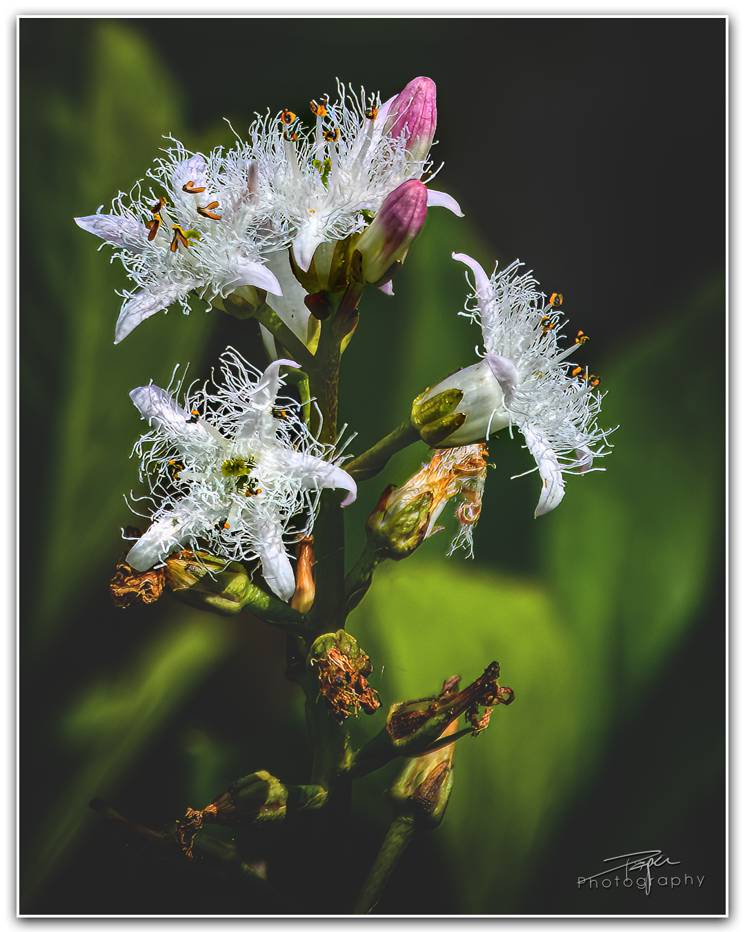 17.05.2023 - Fieberklee