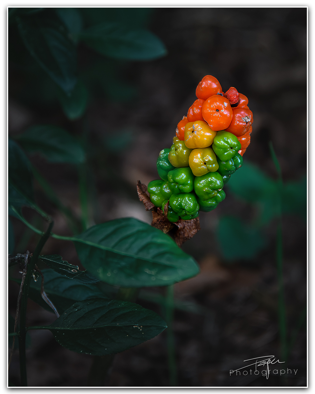 16.07.2023 - Aronstab