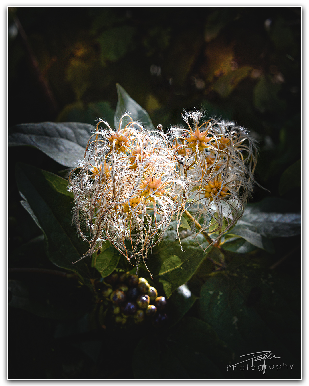 18.09.2023 - Wilde Waldrebe