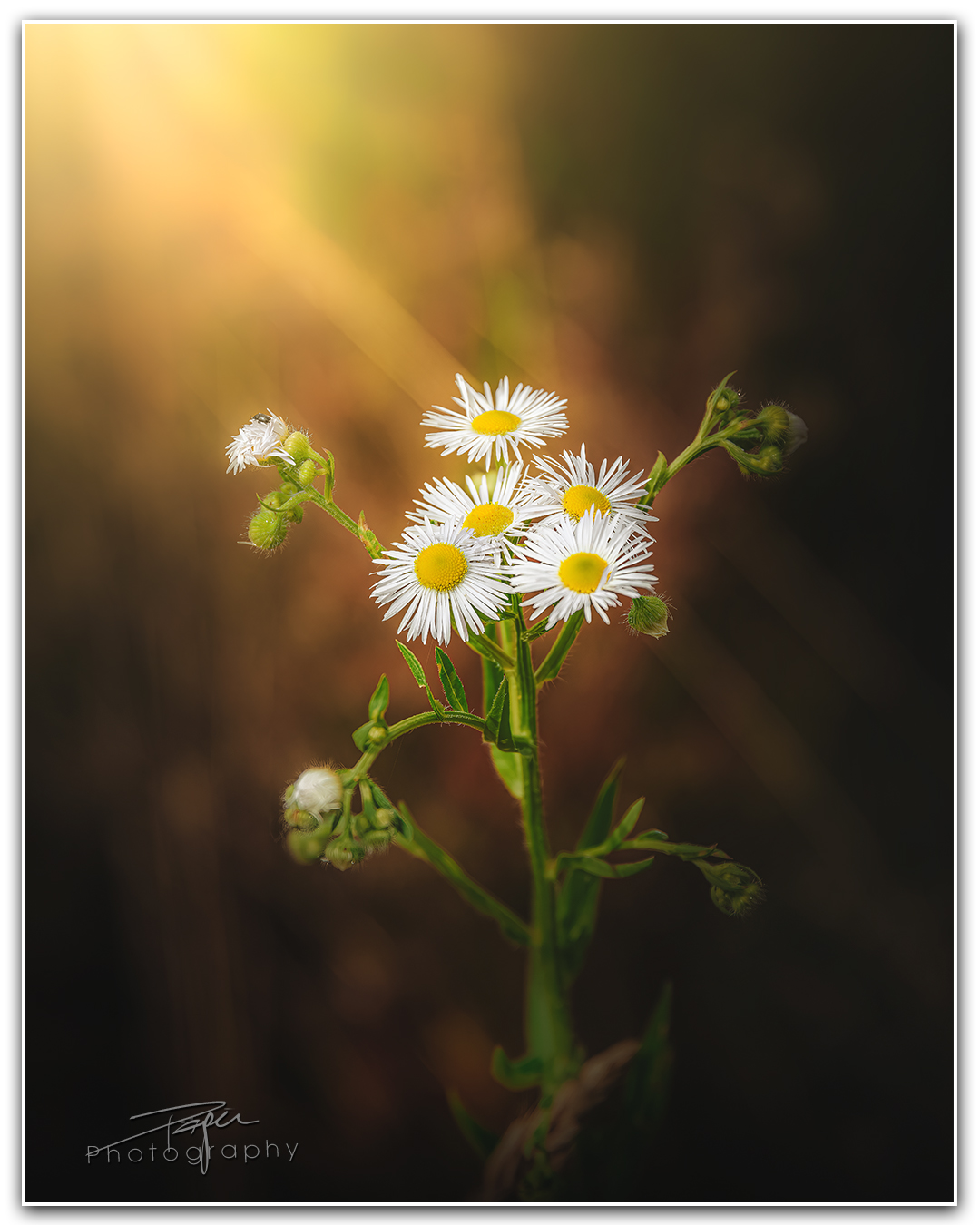 26.06.2023 - Einjährige Berufkraut