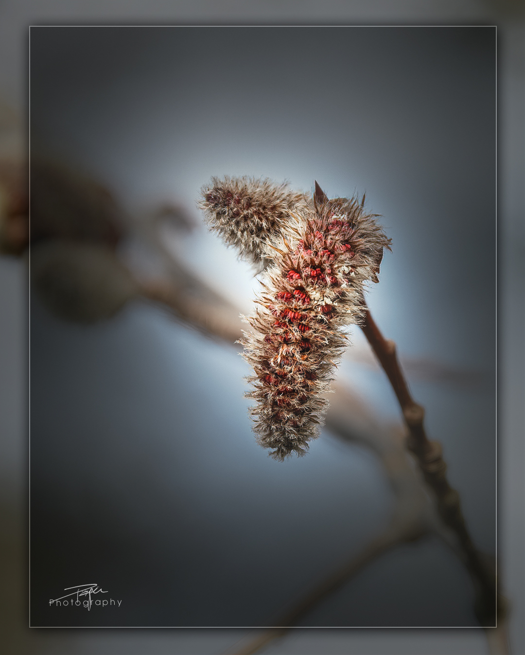 23.02.2023 - Weidekätzchen