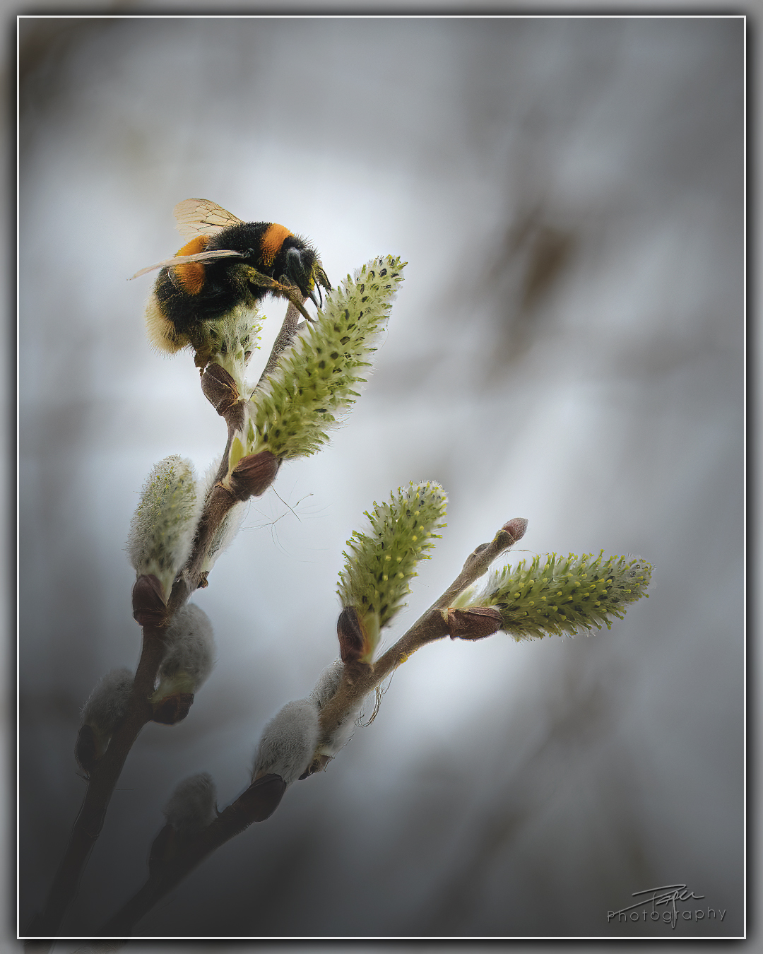 24.03.2023 - -Weidekätzchen