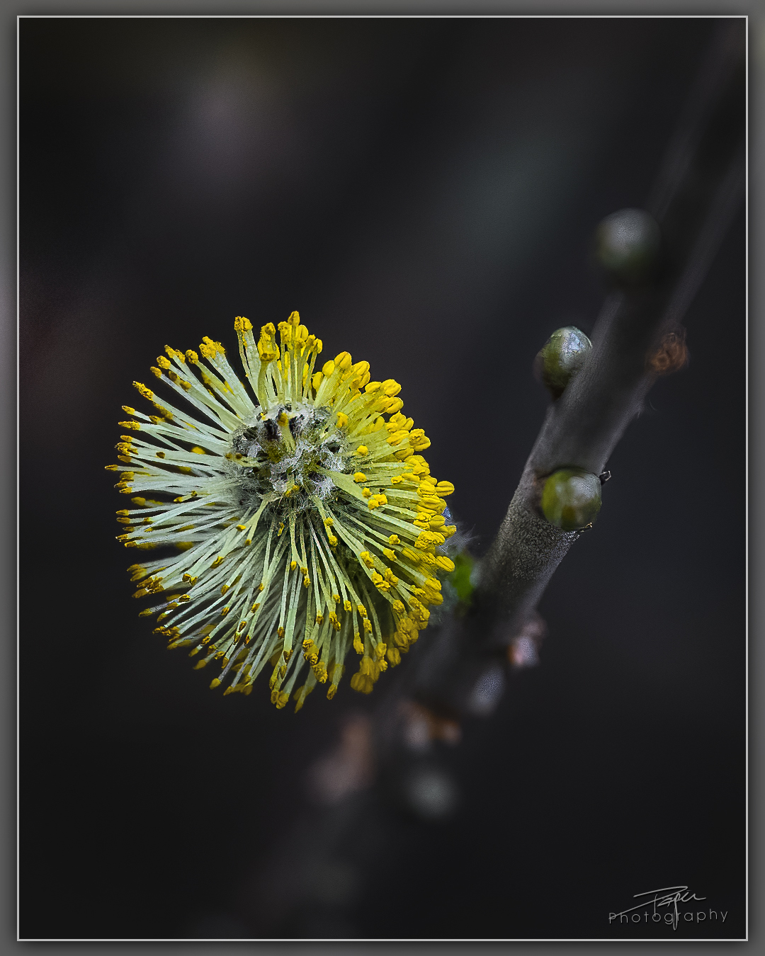 24.03.2023 - -Weidekätzchen