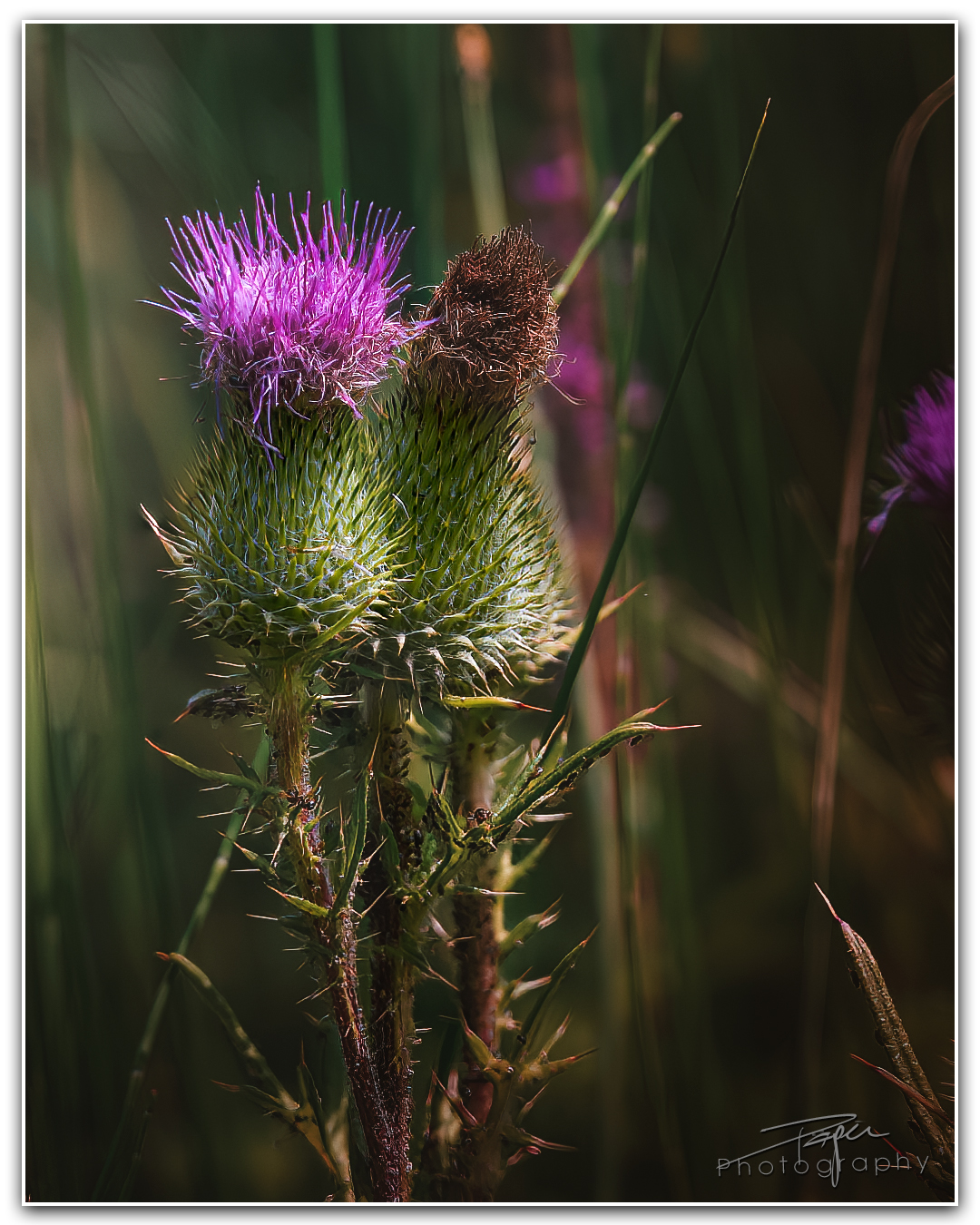 28.06.2023 - Kratzdistel