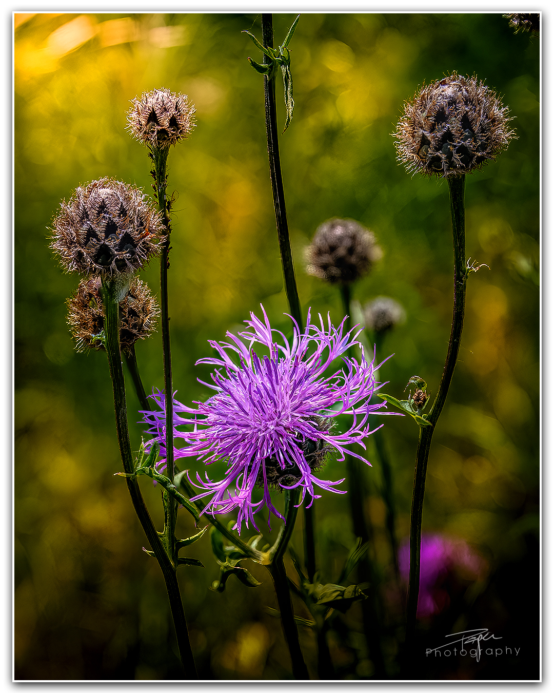 02.06.2023 - Wiesen-Flockenblume