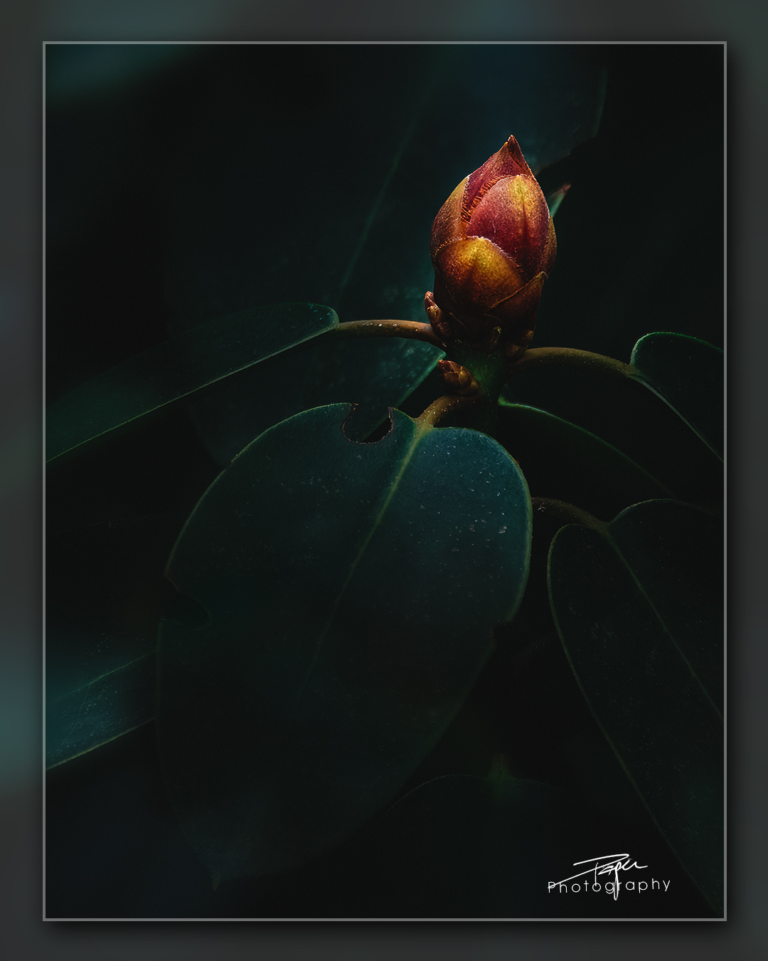 04.01.2023 - Winterknospe