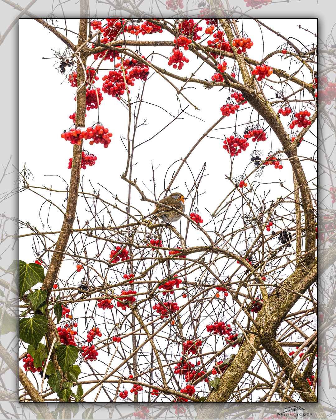 20.01.2023 - Vogelbeeren/Rotkehlchen