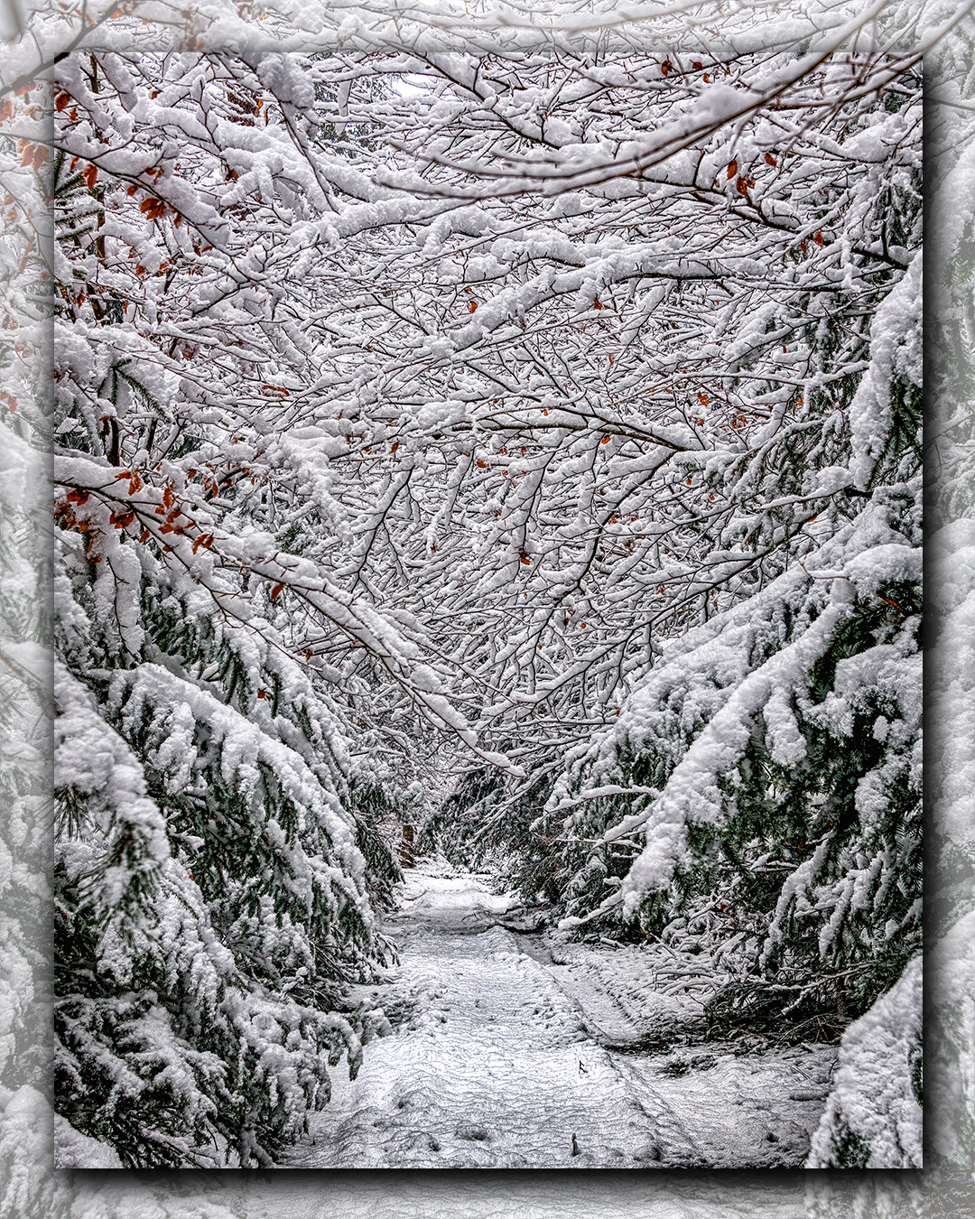 09.01.2023 - Winterstimmung im Wald