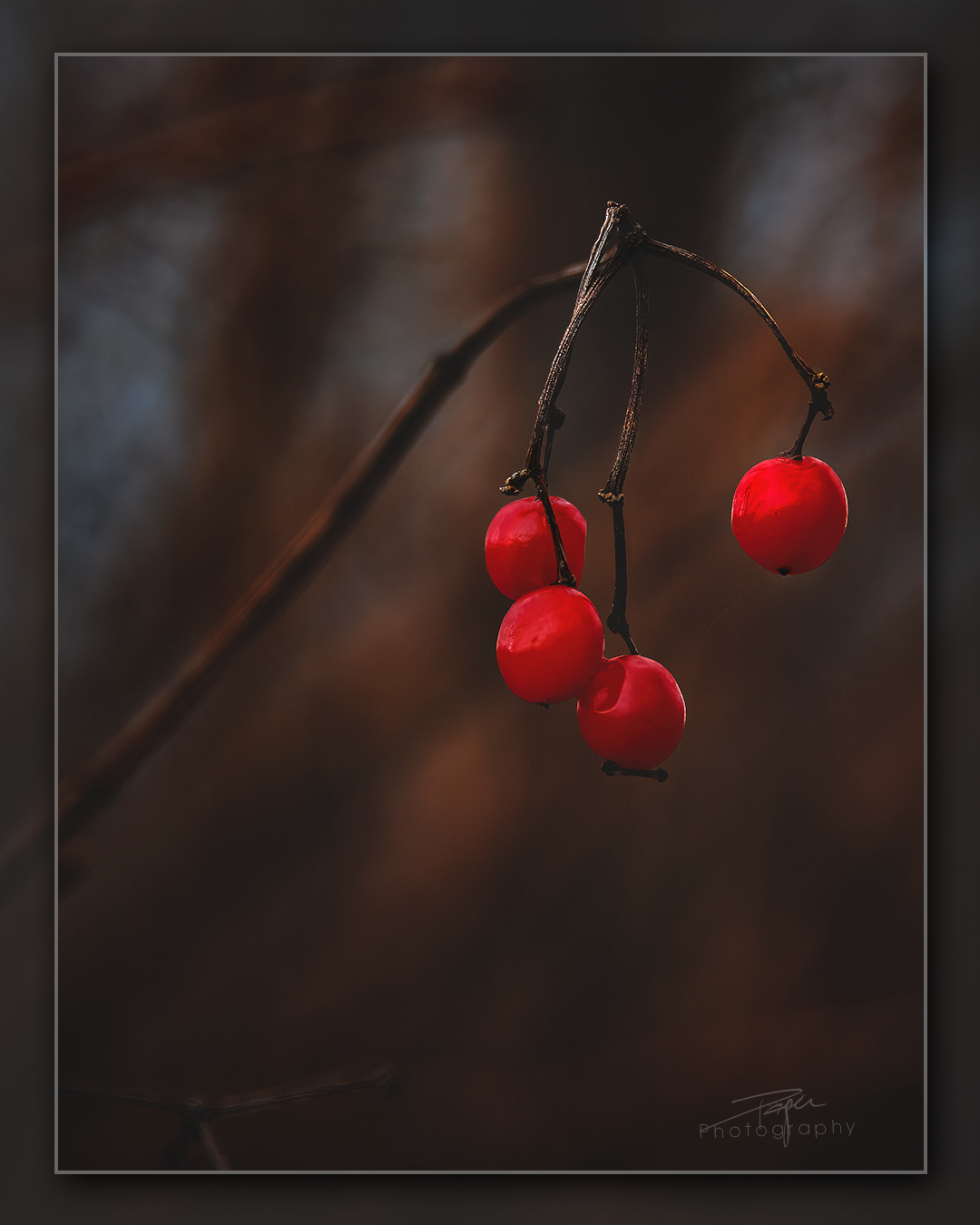 10.01.2023 - Vogelbeeren im Winter